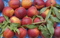 Rose Diamond Nectarines