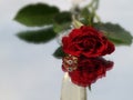 Rose and diamond ring Royalty Free Stock Photo