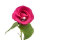 Rose with diamond ring Royalty Free Stock Photo