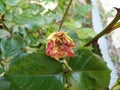 rose disease due to lack of boron and other trace elements - deformed rose bud Cesar rose bud thickening of the petals