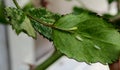 Rose disease: Rose leafhopper on leaves