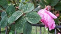 Rose disease: Rose leafhopper on leaves