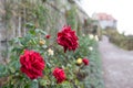 Rose in Dornburg Castle Garden Royalty Free Stock Photo