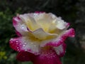 Rose `Double Delight` close-up. Pink with a yellow center on a black background Royalty Free Stock Photo