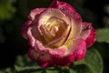 Rose Double Delight close-up. Pink with a yellow center on a black background. In natural sunlight with drops. Royalty Free Stock Photo