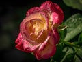 Rose `Double Delight` close-up. Red with a yellow center on a black background. Royalty Free Stock Photo