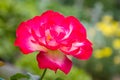 Rose `Double Delight`, a hybrid tea rose Royalty Free Stock Photo