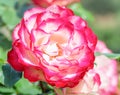 Rose `Double Delight` - one of the most well-known roses in the world, ideal classical shape. Royalty Free Stock Photo