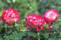 Rose `Double Delight` - one of the most well-known roses in the world, ideal classical shape. Royalty Free Stock Photo