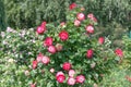 Rose `Double Delight` - one of the most well-known roses in the world, ideal classical shape. Royalty Free Stock Photo