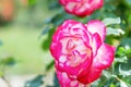 Rose `Double Delight` - one of the most well-known roses in the world, ideal classical shape. Royalty Free Stock Photo