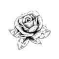 Rose drawing flower nature vector icon on white background