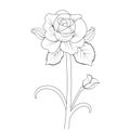 Rose drawing tattoo illustration, rose line drawing , line drawing traditional rose tattoo design,