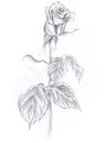 Rose drawn in pencil on an white background