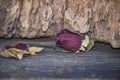 Rose with dried leaves on the old wooden floor Royalty Free Stock Photo