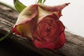 Rose on driftwood Royalty Free Stock Photo