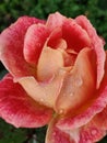 Rose drop rain peach