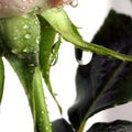Rose drop on white square Royalty Free Stock Photo