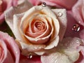 Rose drops on flower petals