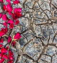 Rose on dry ground Royalty Free Stock Photo