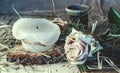 Rose, dry hay and a candle on a table Royalty Free Stock Photo