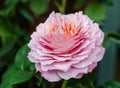 Rose `Eisvogel` blooming head. Close up. Royalty Free Stock Photo