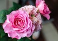 Rose `Eisvogel` blooming head. Close up.