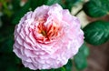 Rose `Eisvogel` blooming head. Close up. Royalty Free Stock Photo