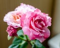 Rose `Eisvogel` blooming head. Close up. Royalty Free Stock Photo