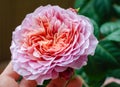 Rose `Eisvogel` blooming head. Close up.