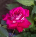 Rose \