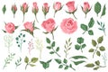 Rose elements. Pink flower buds, roses with green leaves bouquets, floral romantic wedding decor for vintage greeting Royalty Free Stock Photo