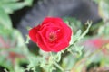 This is a rose that enchants with its characteristics Royalty Free Stock Photo