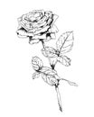 Rose in engraving style. Hand drawn realistic rose bud. Vetor illustration. Decorative vector elements for tattoo Royalty Free Stock Photo