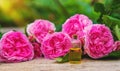 Rose essential oil in a bottle. Selective focus. Royalty Free Stock Photo