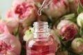 Rose essential oil falling from glass dropper into a bottle Royalty Free Stock Photo