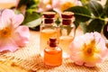 Rose essential oil rosehip Selective focus