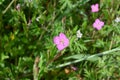 Rose evening primrose ( Oenothera rosea ) flowers.