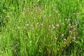 Rose evening primrose ( Oenothera rosea ) flowers.