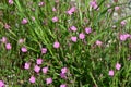 Rose evening primrose ( Oenothera rosea ) flowers.