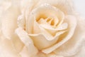 Rose fabric beige texture