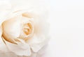 Rose fake flower on white background, soft focus Royalty Free Stock Photo