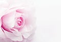 rose fake flower on white background, soft focus Royalty Free Stock Photo