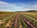 Rose fields among diverse crop growth based on principle of polyculture and permaculture