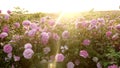 Rose Fields and Plantations. Beautiful Pink Roses. Roses are Grown on Plantations for the Production of Essential Oils