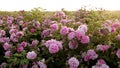 Rose Fields and Plantations. Beautiful Pink Roses. Roses are Grown on Plantations for the Production of Essential Oils