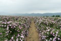 The rose fields in the Thracian Valley Royalty Free Stock Photo
