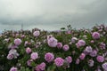 The rose fields in the Thracian Valley Royalty Free Stock Photo