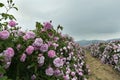 The rose fields in the Thracian Valley Royalty Free Stock Photo
