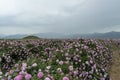 The rose fields in the Thracian Valley Royalty Free Stock Photo